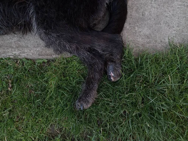 Loss of part of a hind limb in a dog after encephalitis. Consequences of tick bites in a dog.