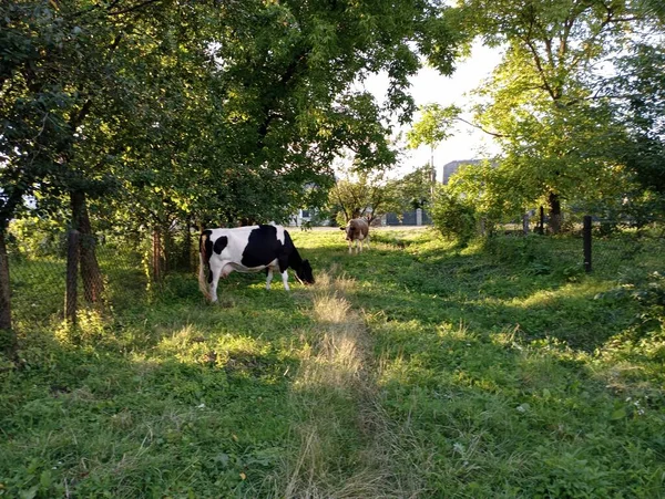 Vacas Pastam Uma Rua Rural Verde Tranquila Paisagens Rurais Ucrânia — Fotografia de Stock