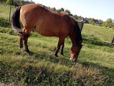 Bir at, bir kır yolunun kenarına bağlanmış bir ot sapını sakince kemiriyor. Kırmızı bir at yol kenarında otluyor..
