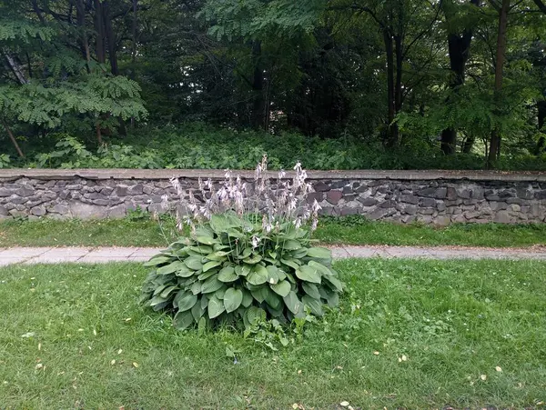 Decorative plant on the background of a stone fence in the park. A fence made of river stone.
