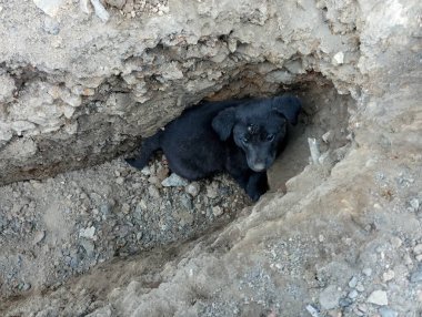 Siyah bir köpek yavrusu çukura düştü ve acınası bir bakışla yardım istiyor..