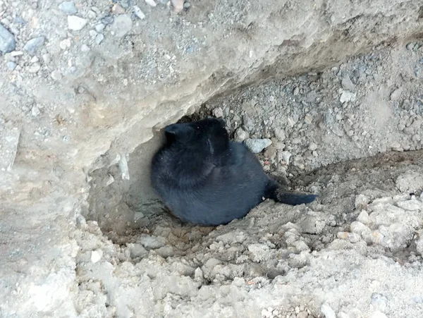 Fekete Kiskutya Bemászott Ásott Gödörbe Felgörnyedt Elaludt Földben — Stock Fotó