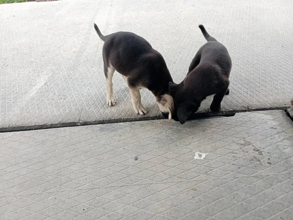 강아지는 구멍에 그들의 다리와 콘크리트 도로에 사냥하고있다 강아지의 — 스톡 사진