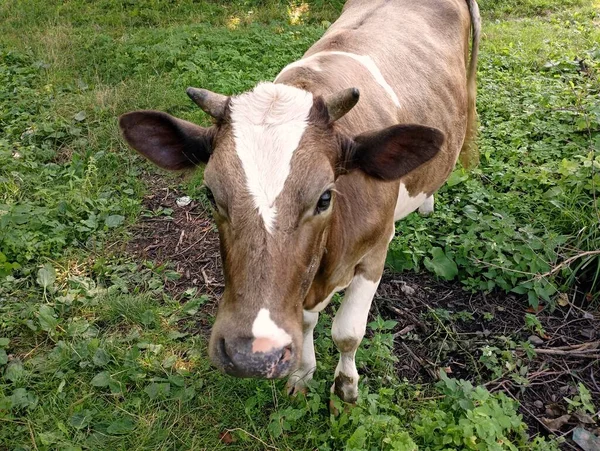 Vaca Marrom Com Manchas Brancas Grama Verde Uma Vaca Posa — Fotografia de Stock