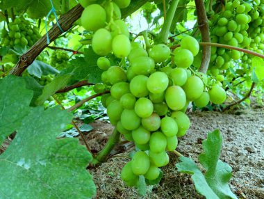 Yazlık evde üzüm çeşitleri yetiştirilen bir masa. Üzüm salkımlı üzüm..