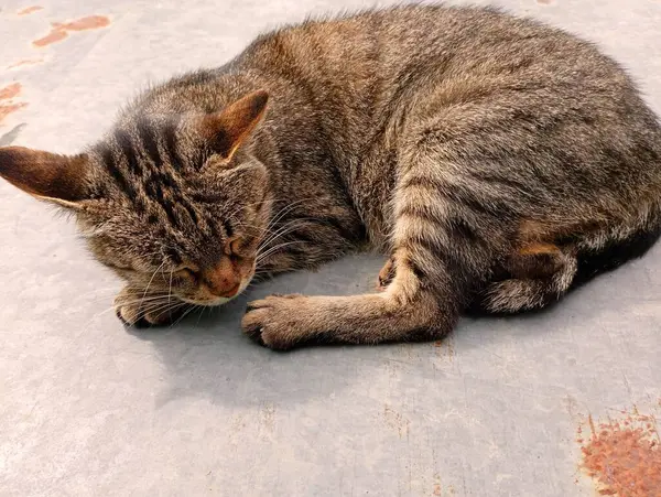 Eine Graue Gestromte Katze Schläft Auf Einer Metallfläche Auf Der — Stockfoto