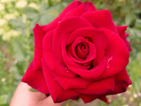 Czerwona Róża Płatki Czerwonej Róży Kwiat Jest Piękny Dłoni — Zdjęcie stockowe