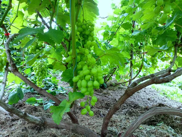 Grape Vines Middle Bush Vineyard Table Grapes — Stock Photo, Image