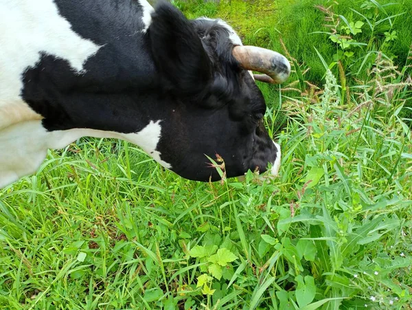 A black cow with white spots grazes on a pasture. A cow eats grass.