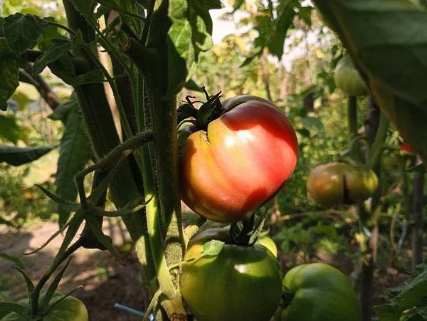 夏の太陽の下で茂みで熟したトマト — ストック写真