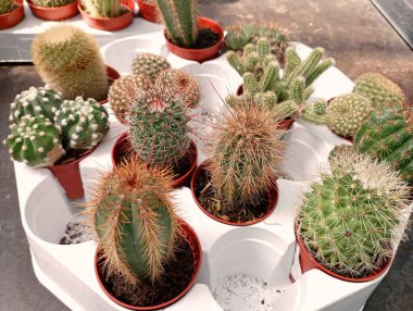 Plastik bir kapta satılık bir kaç çeşit kaktüs. Kaktüslerin yetiştirilmesi ve bir serada satılması..