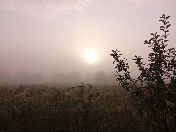 Sunrise on a foggy morning. The morning sun breaks through the fog in the foreground of a young tree.
