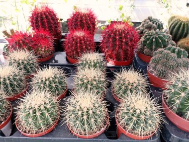 Kaktüs tencerede satılık bir tepside. Seradaki kaktüsler kırmızıya boyanır. Çiçekler ve vazolar.