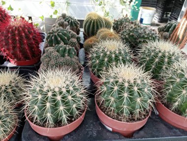 Tenceredeki kaktüsler satılığa çıkarılıp plastik tepsilere dolduruluyor. Serada büyüyen kaktüsler..