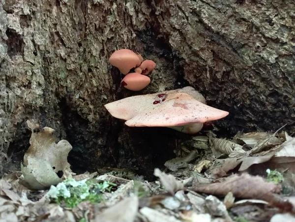 기생충 버섯은 위에서 자랍니다 바닥에 버섯이있는 트렁크 — 스톡 사진