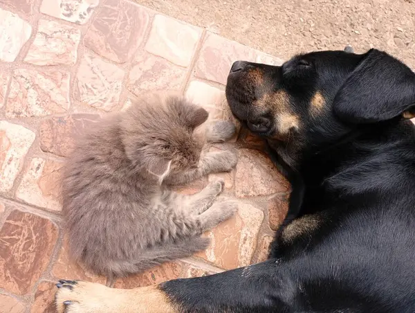 A black dog and a gray young cat are resting on the street. Friendship of a cat and a dog.