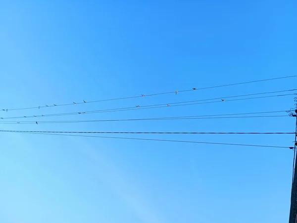 Electric grids against the background of the blue sky, on which a flock of migratory birds sits.