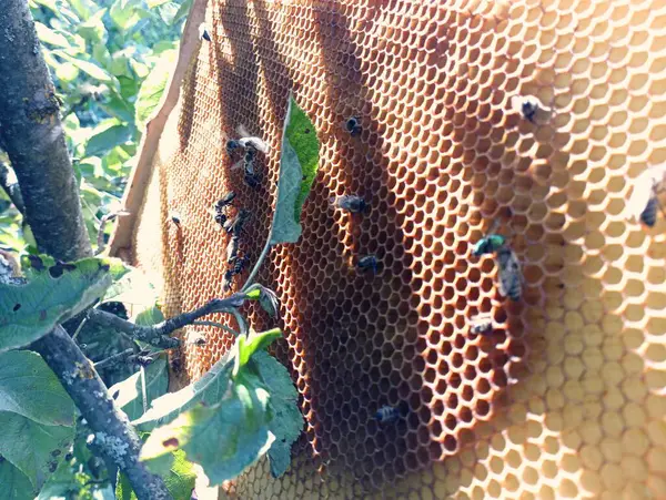 ポンプの後 ワックスフレームから残りの蜂蜜を集めます サファリのテーマ — ストック写真