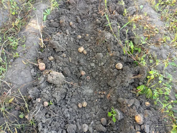 Excavando Patatas Las Papas Excavadas Encuentran Una Fila Cosecha Patatas — Foto de Stock
