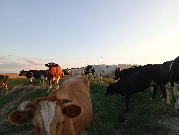 Uma Manada Vacas Volta Para Casa Durante Noite Longo Uma — Fotografia de Stock