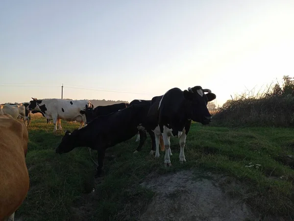 Vacas Pretas Outras Estão Uma Manada Grama Pasto Tema Rural — Fotografia de Stock