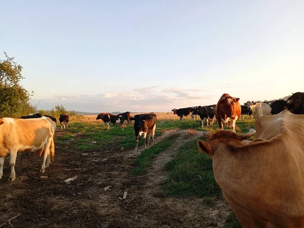 Koeien Keren Terug Van Weide Langs Veldweg Een Kudde Koeien — Stockfoto