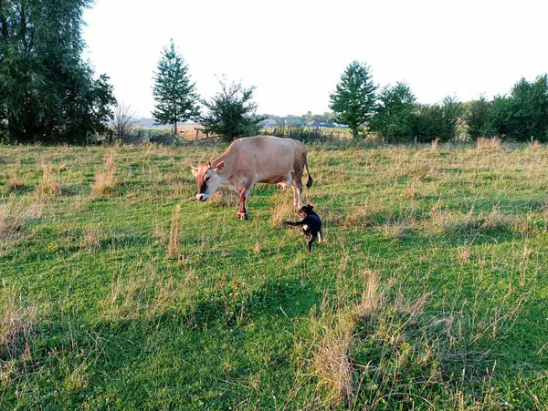 암소와 목초지에 목초지에 가축을 그레이즈 — 스톡 사진