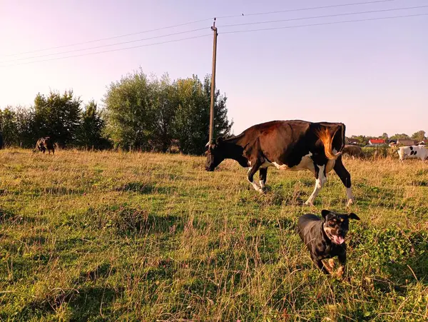 Cachorro Preto Corre Pasto Pastando Vacas Cachorro Preto Corre Grama — Fotografia de Stock