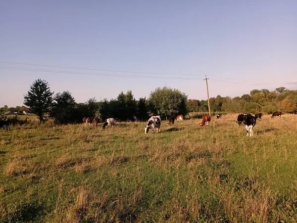 Distância Pasto Várias Vacas Pastam Pacificamente Grama Verde Criação Gado — Fotografia de Stock