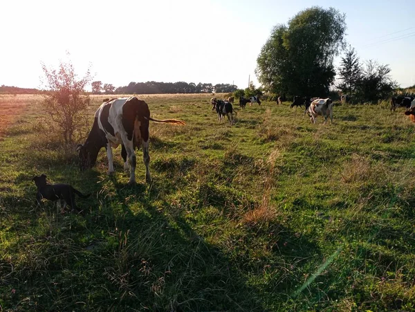 Kühe Grasen Bei Sonnenuntergang Auf Einer Ländlichen Weide Kühe Verschiedener — Stockfoto