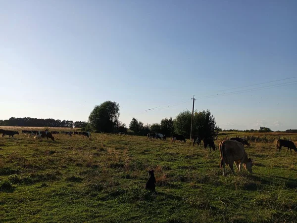 Pequeno Rebanho Vacas Pastam Pasto São Vigiados Perto Por Cão — Fotografia de Stock