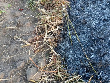 Yanmış ot. Kuru sonbahar otlarının yanmasından kalma kara bir leke..