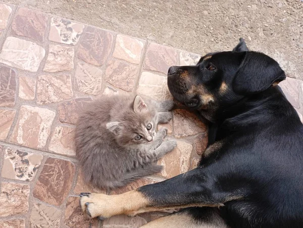 A gray cat rests next to a weedy dog outside on a ceramic tile. Friendship of a cat and a dog. Friendship of domestic animals.