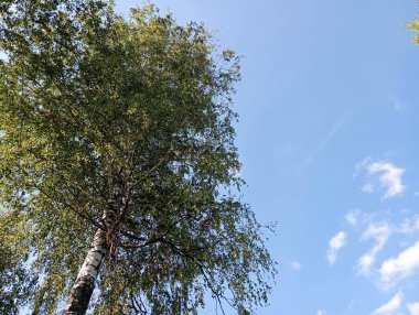 Parlak, berrak bir gökyüzünün arka planında huş ağacı tacı. Mavi arka planda bir ağaç.