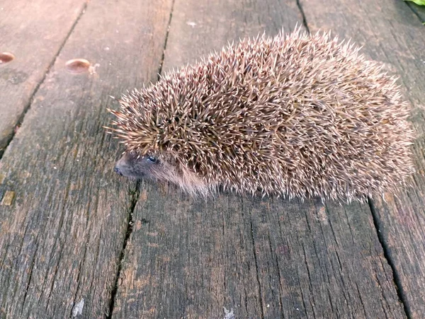 The hedgehog very slowly moves forward on the wooden surface of the table, sniffing everything in a row.