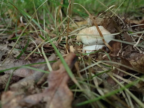 버섯은 한가운데에서 맑게에서 잔디에 — 스톡 사진