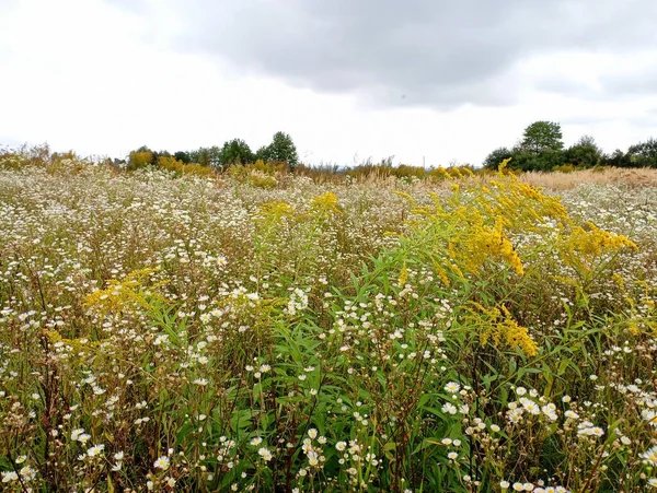Beyaz kır çiçeklerinin ortasında parlak sarı bir çiçekle altın bir çalı..