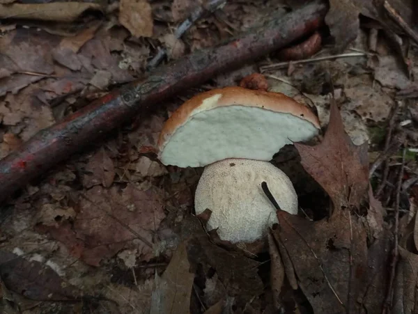 특이한 볼레투스 버섯이 자라났습니다 — 스톡 사진