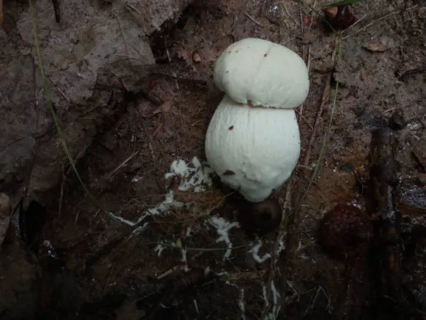 균사체가있는 버섯의 미니어처 — 스톡 사진
