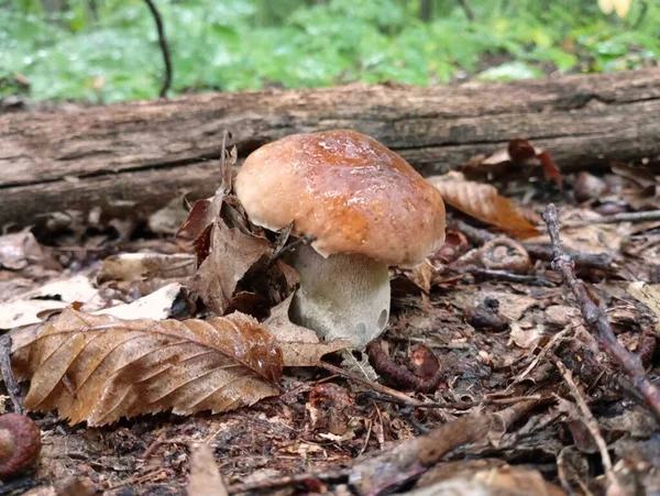 떨어진 사이에 숲에있는 가을에 버섯을 — 스톡 사진