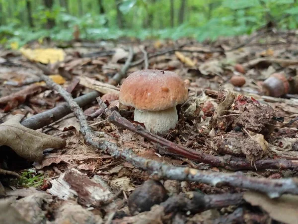 아름다운 버섯은 숲에서 떨어진 잎에서 자랐습니다 환경에서 — 스톡 사진