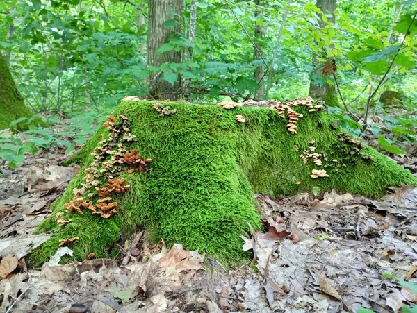 Ceppo Quercia Completamente Ricoperto Muschio Verde Denso Cui Crescono Funghi — Foto Stock