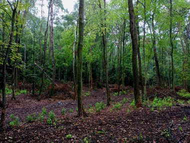Fotoğraf ağaçları ve kesilmiş ağaçların kalıntılarını gösteriyor. Kesilen ağaç dalları ormana saçıldı. İnsanın doğaya karşı dikkatsiz tavrı.