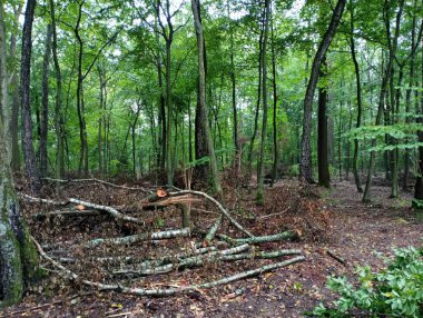 Ormanda düşmenin yapıldığı bir yer. Fotoğrafta kesilen ağaçların dalları, kütükler ve hayatta kalan tek ağaçlar görülüyor. Ormanı kestikten sonra birçok dal yığını.