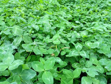 Yonca ekilmiş bir tarla. Yeşil yonca dokusu. İnekleri beslemek için tarım.