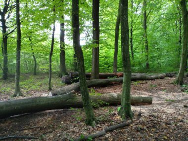 Devrilmiş bir ağaç gövdesi. Endüstri için karışık ormanların kesimi. Malzeme için odun topluyorum. Endüstriyel ormansızlaşma.