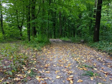 Güzel düz bir orman yolu. Düşen yaprakların bulunduğu ormana giden toprak yol..