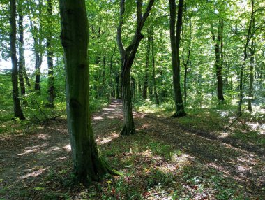 İki orman yolu bir araya gelir. Ormanda ve dallarında toprak bir yol.