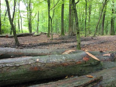 Kesilen ağaç gövdeleri ormanda yaprak çöplerinin üzerinde yatar. Endüstriyel odun hasadı.