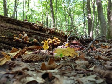 Zehirli sahte mantarların yetiştiği çürük bir ağaç. Mantarlı eski bir kütük ormanda yatıyor..
